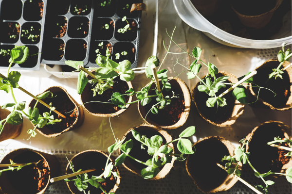 Uma Possível Solução para Horticultura em Espaços Limitados