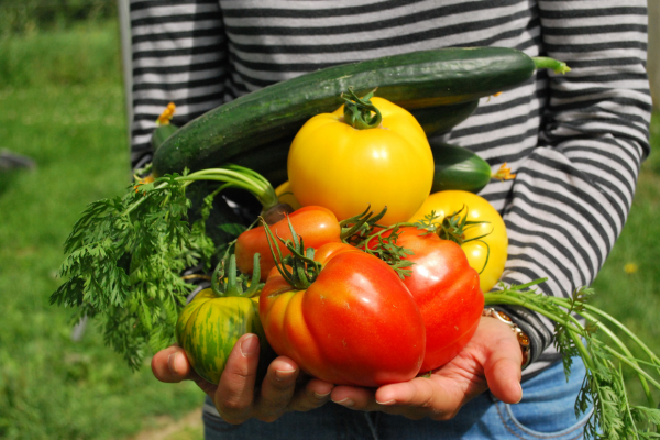 Cultivar Alimentos Orgânicos em Casa: Sustentabilidade no Lar