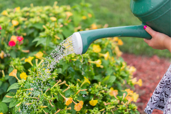 Cultivo de Flores: Dicas para Iniciantes