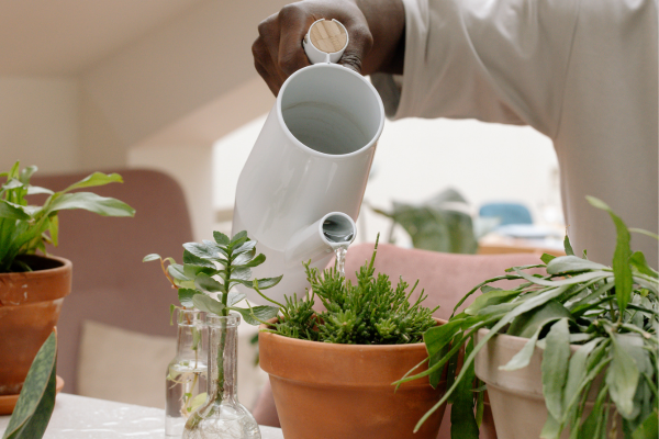 Guia para Ajudar a Cuidar das Culturas Vegetais em Apartamentos