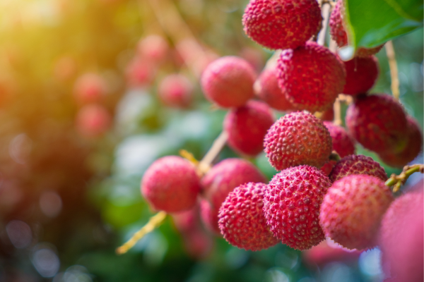 Uma Jornada pelo Mundo das Frutas Raras