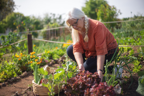 Pequenos Espaços: Maximizando o Cultivo em Ambientes Urbanos