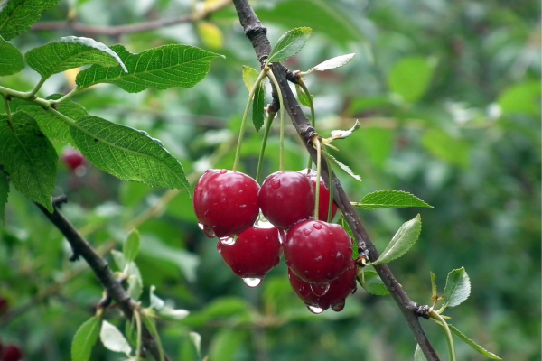 Guia para o Cultivo de Frutas em Pequenos Espaços