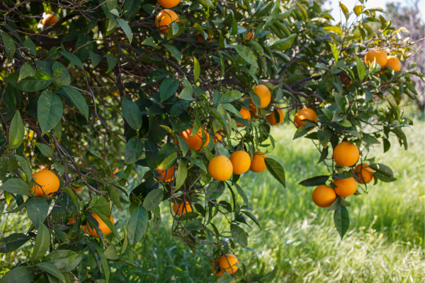 Cítricos: Dicas para Cultivar Limões, Laranjas e Tangerinas em Casa