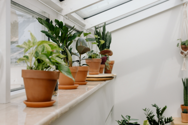 Transforme seu Balcão em um Oásis de Beleza Vegetal