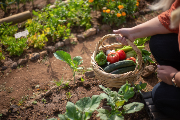 Sobrevivência Alimentar: Como o Próprio cultivo Pode Fazer a Diferença