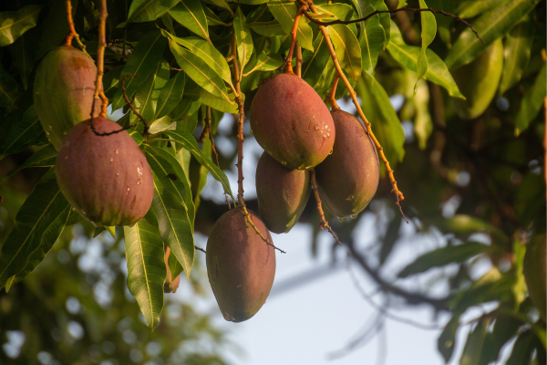 Árvores Frutíferas e o Feng Shui: Como a Escolha Cuidadosa Pode Melhorar o seu Ambiente