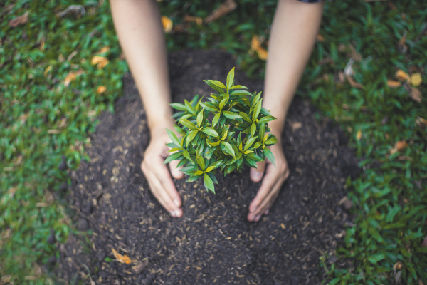 As 5 Árvores Frutíferas que Podem ser Mais Fáceis de Cultivar no Seu Jardim