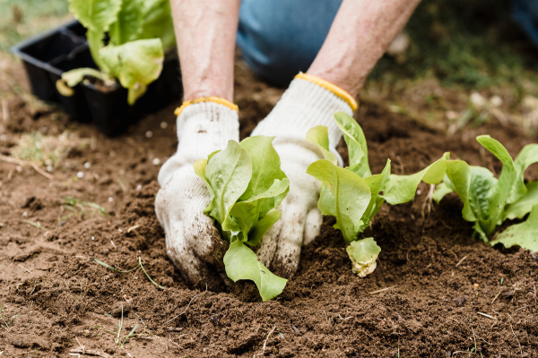 Ervas Naturais: O Cultivo que pode Beneficiar o seu Corpo