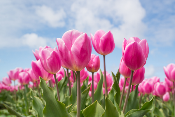 Do Bulbo à Beleza: Cultivo de Tulipas