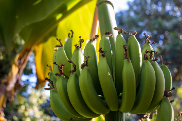 Banana: Dicas que Podem Ajudar no Cultivo do Fruto