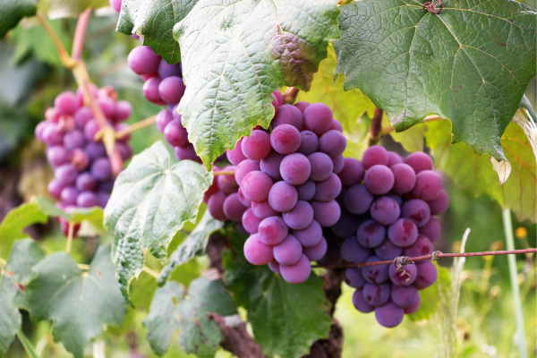 Variedades de Uvas para o Cultivo em Parreiras: Doce, Azedo e Mais